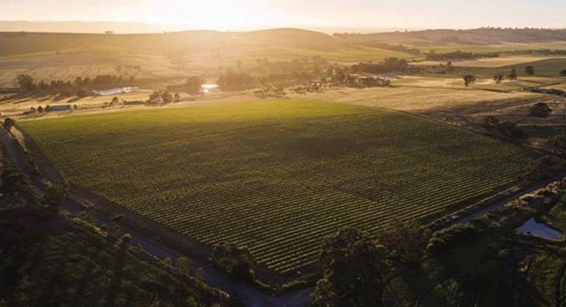 Byrne Vineyards 